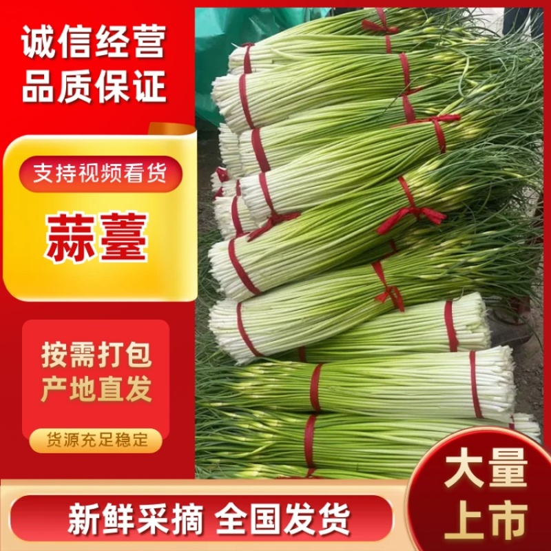 蒜薹，产地直发，对接全国，大量有货，欢迎各位朋友咨询采购