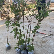 树莓出售，当年种植当年挂果，包邮包品种