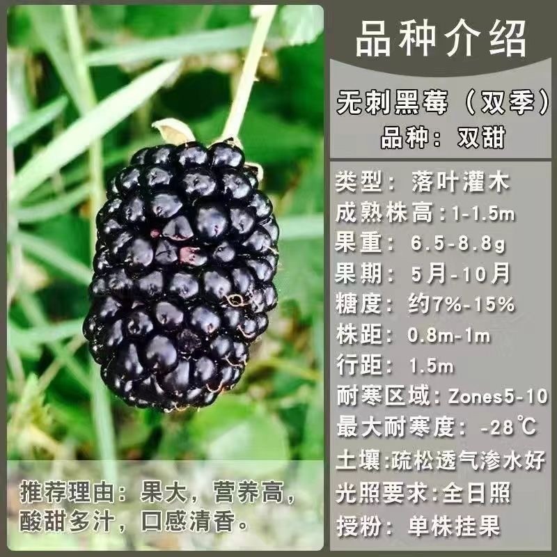 树莓出售，当年种植当年挂果，包邮包品种