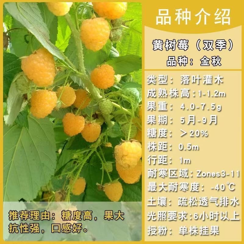 树莓出售，当年种植当年挂果，包邮包品种