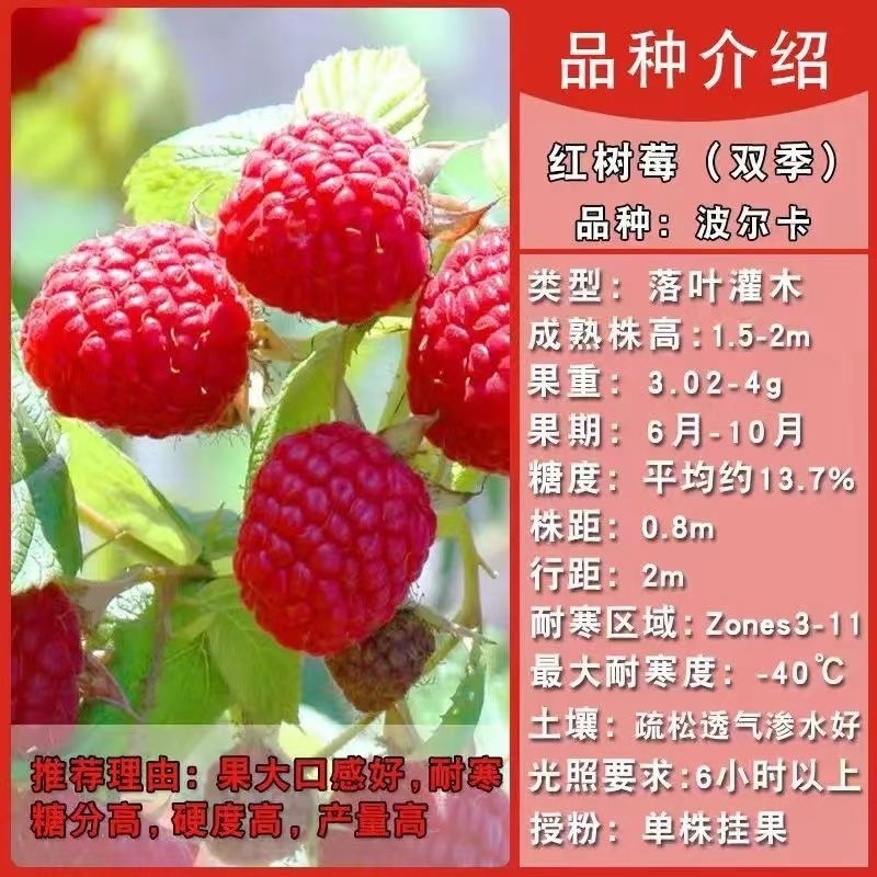树莓出售，当年种植当年挂果，包邮包品种