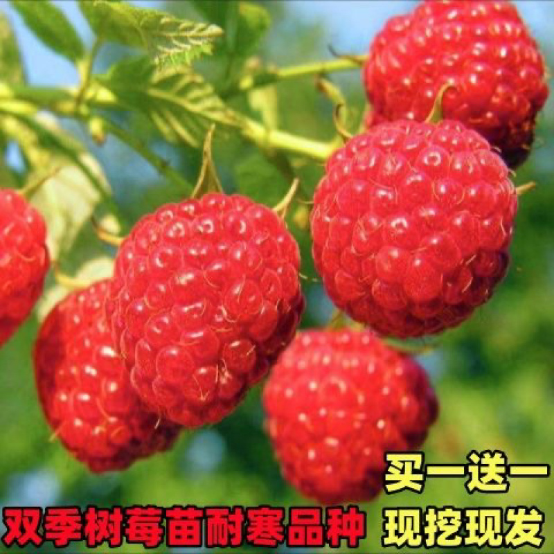 树莓出售，当年种植当年挂果，包邮包品种