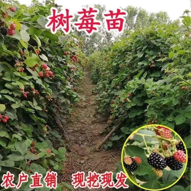 树莓出售，当年种植当年挂果，包邮包品种
