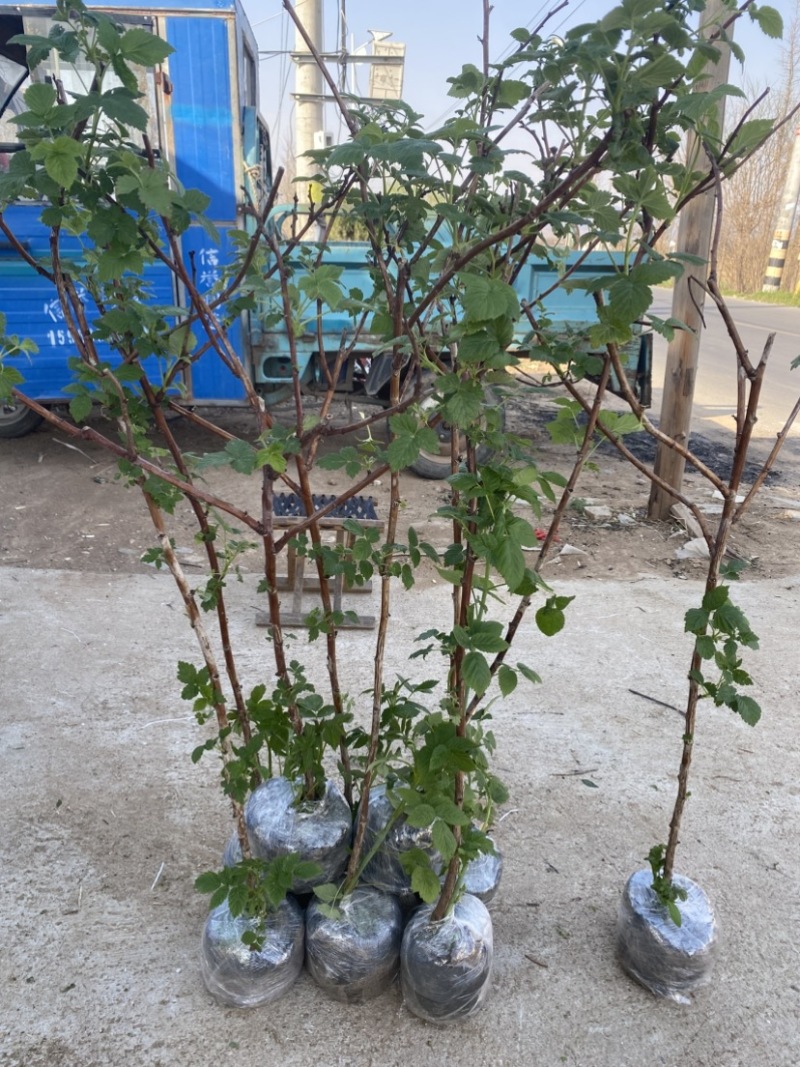 树莓出售，当年种植当年挂果，包邮包品种