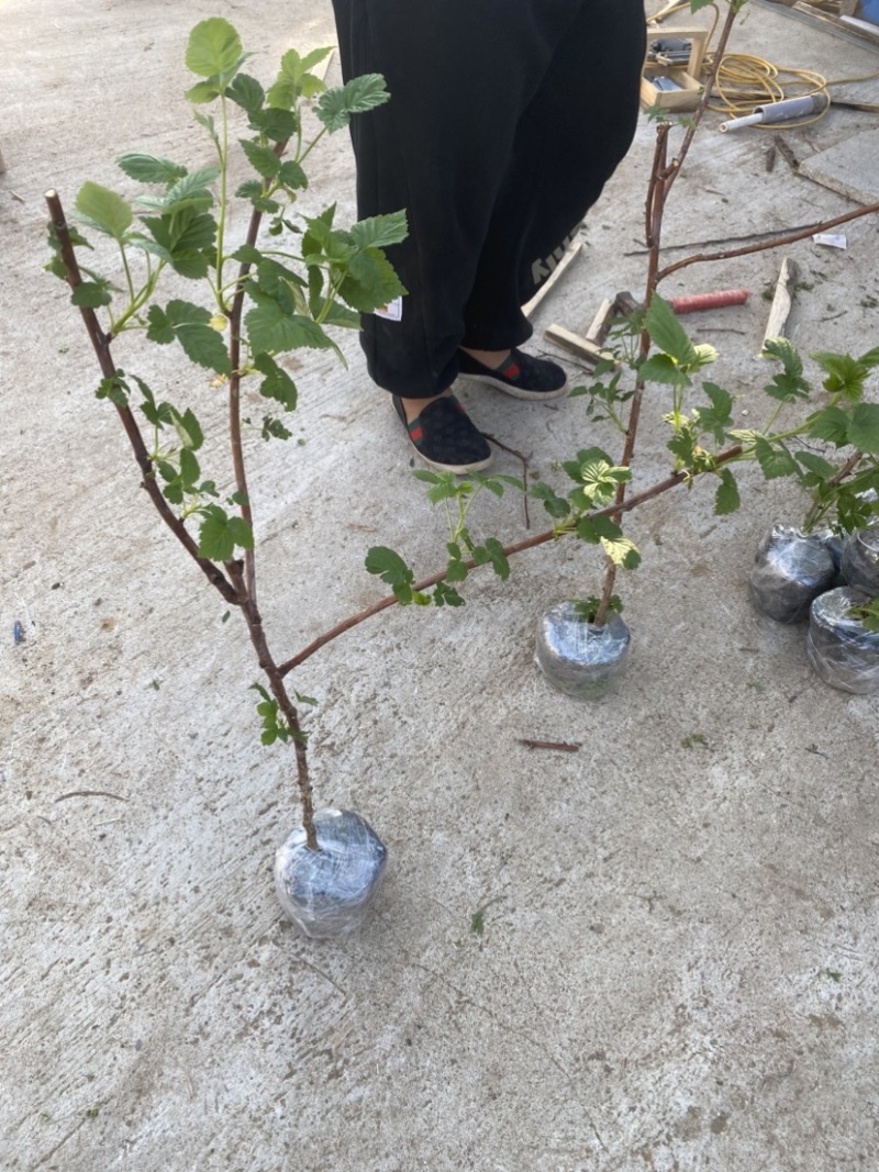 树莓出售，当年种植当年挂果，包邮包品种