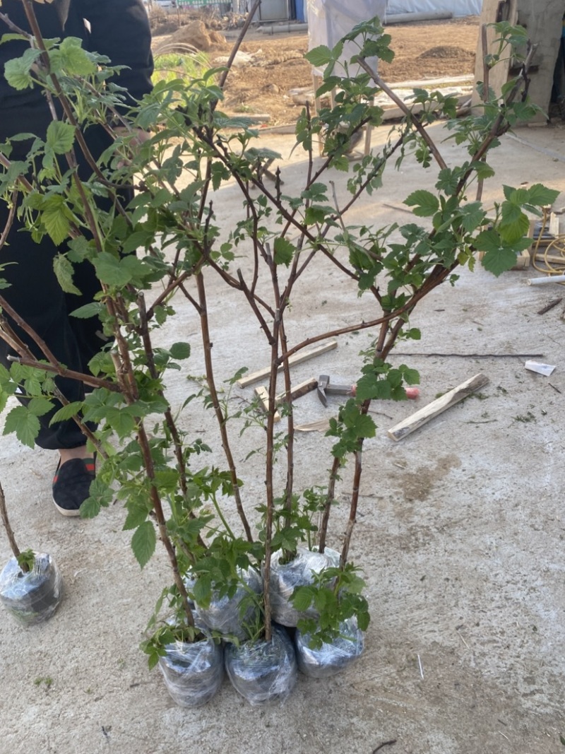 树莓出售，当年种植当年挂果，包邮包品种