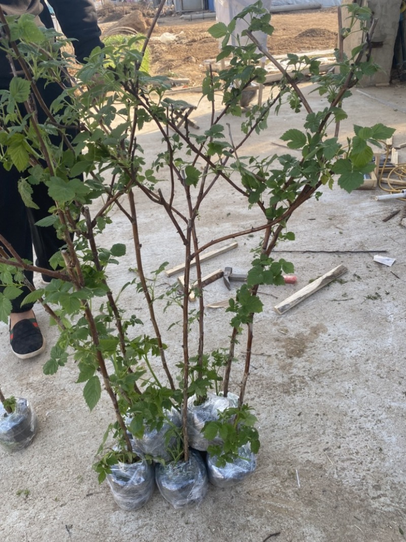 树莓出售，当年种植当年挂果，包邮包品种
