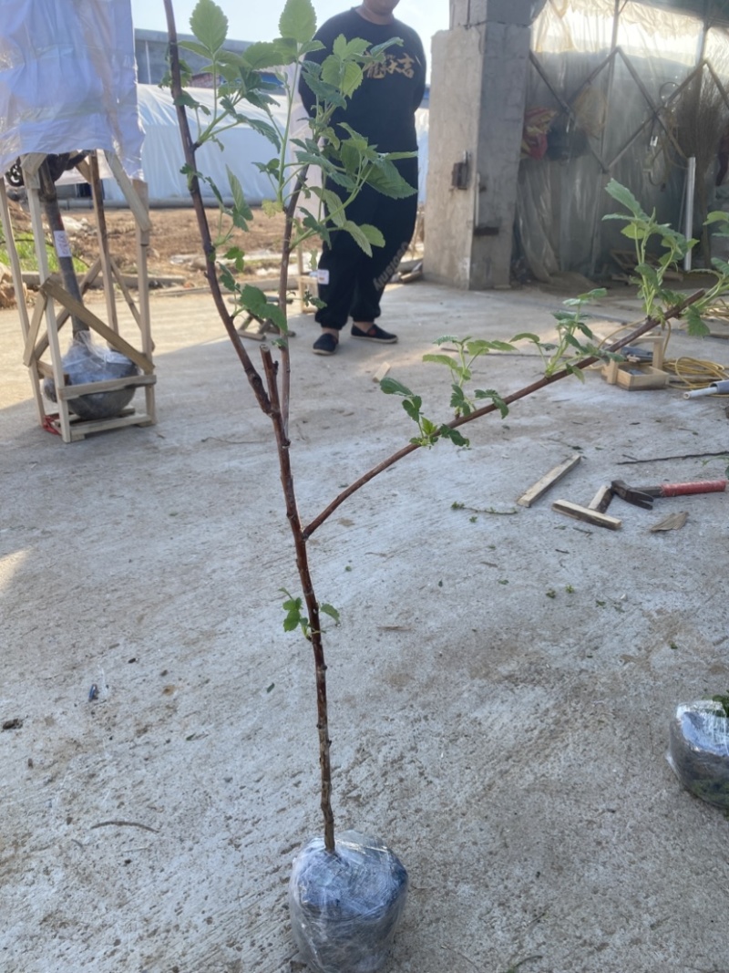 树莓出售，当年种植当年挂果，包邮包品种