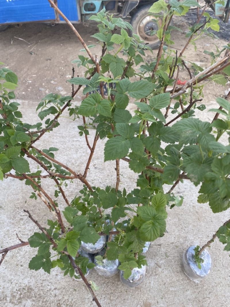 树莓出售，当年种植当年挂果，包邮包品种