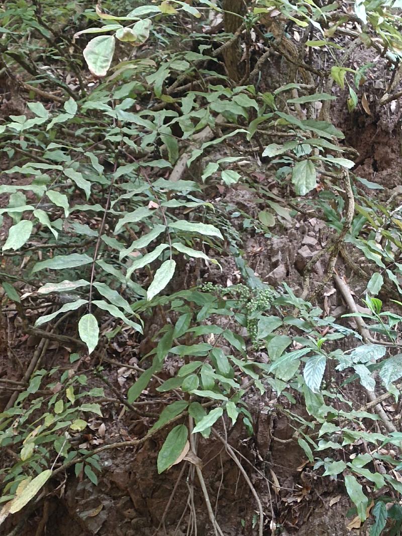 云南野生刺黄连