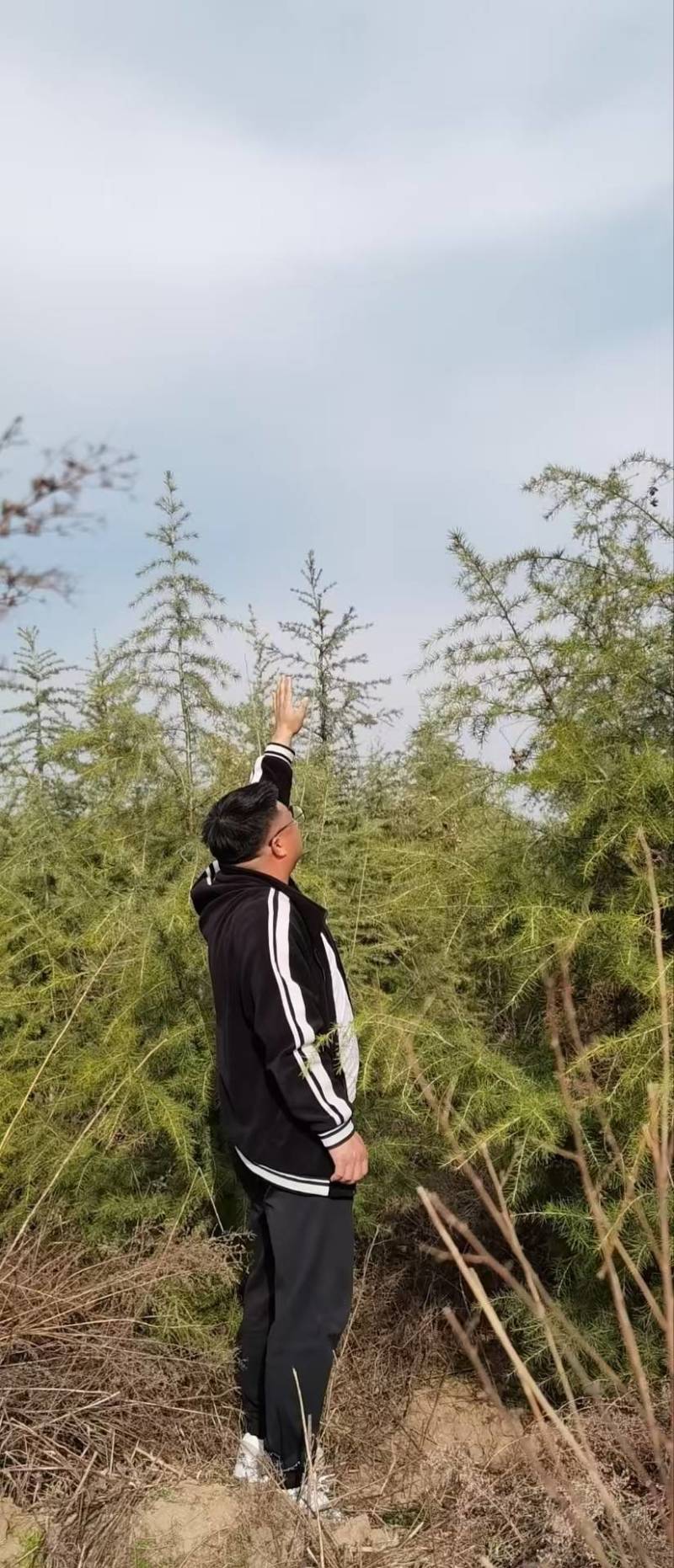 陕西优质雪松苗，生长旺盛，价格实惠！