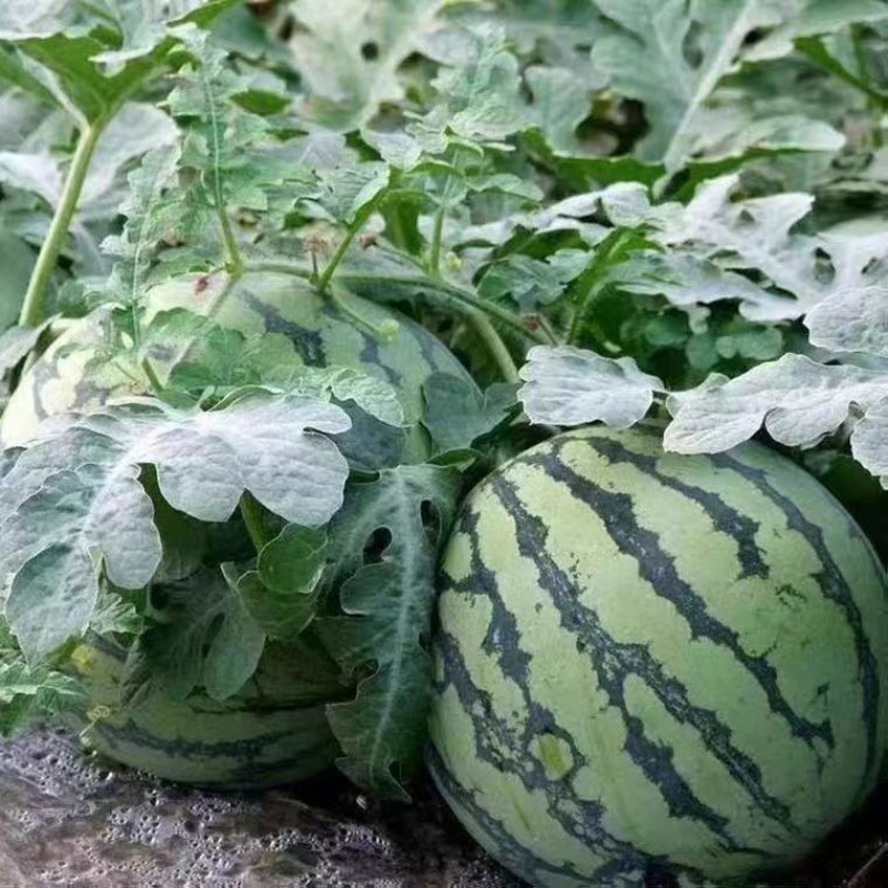 美都西瓜，无籽西瓜，产地直发对接商超社团电商各类平台