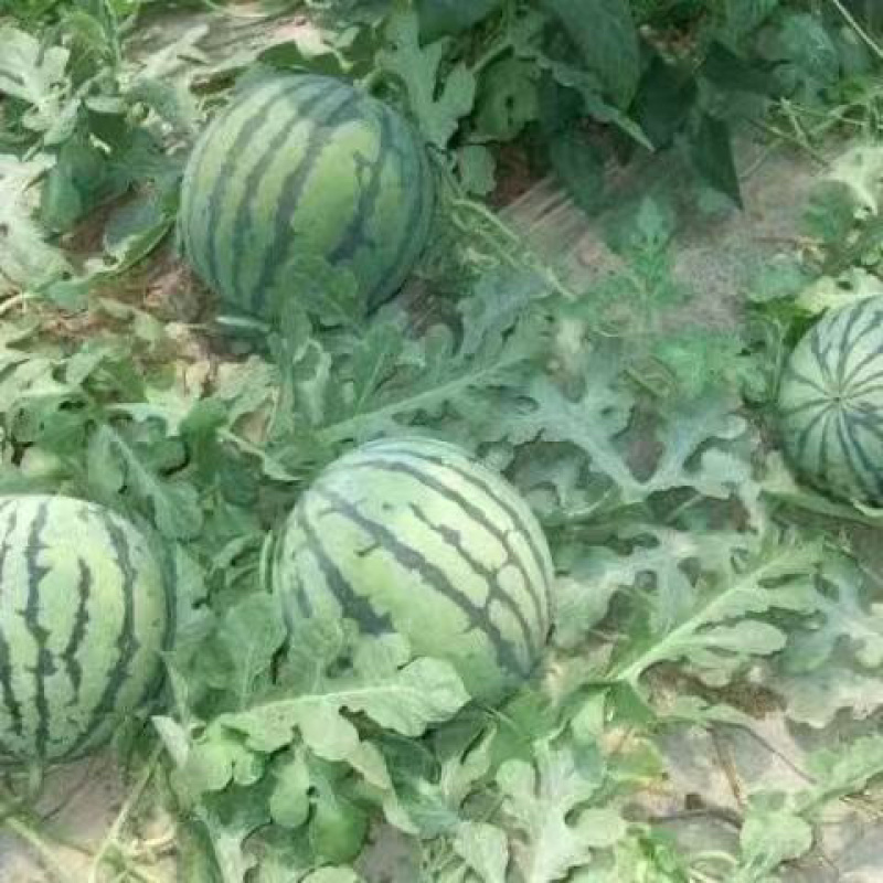 美都西瓜，无籽西瓜，产地直发对接商超社团电商各类平台