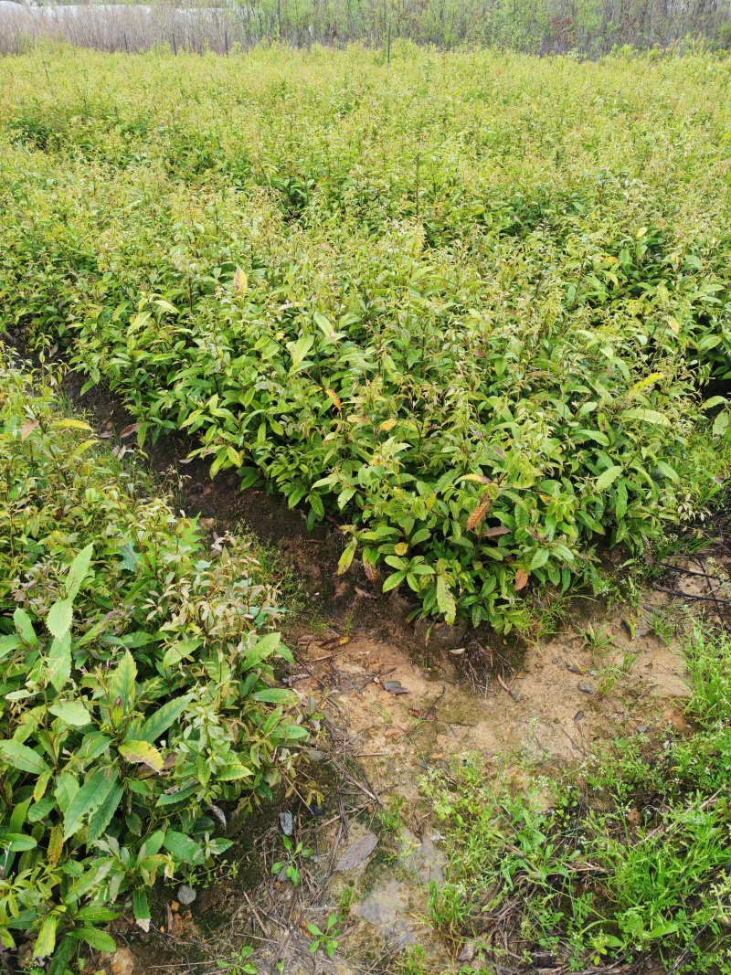 苦楮杯苗，苦楮小苗，**树种造林苗苦楮袋苗