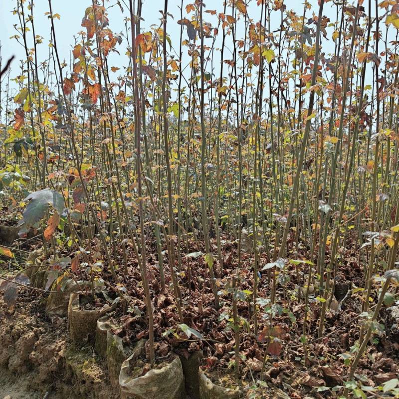 枫香容器苗，基地低价直销。