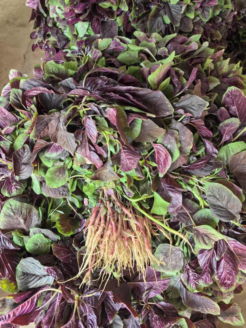 红苋菜青红苋菜胭脂红苋菜口感好价格实惠运输便利欢迎电联