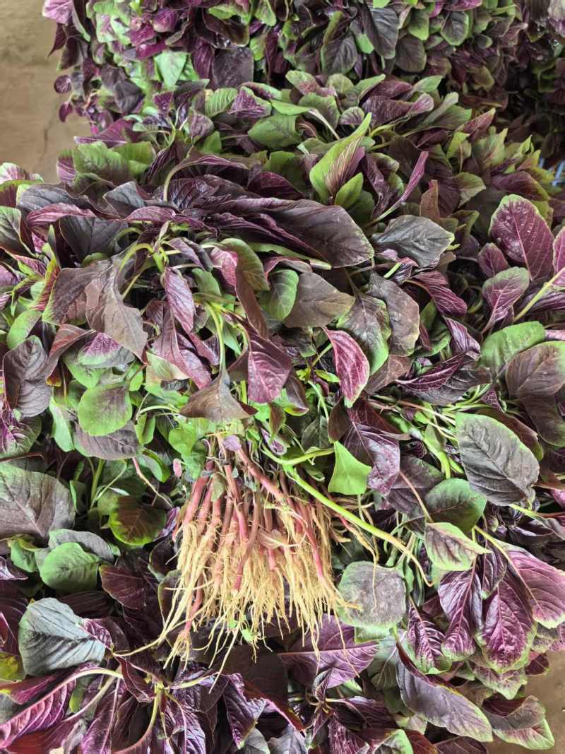 红苋菜青红苋菜胭脂红苋菜口感好价格实惠运输便利欢迎电联