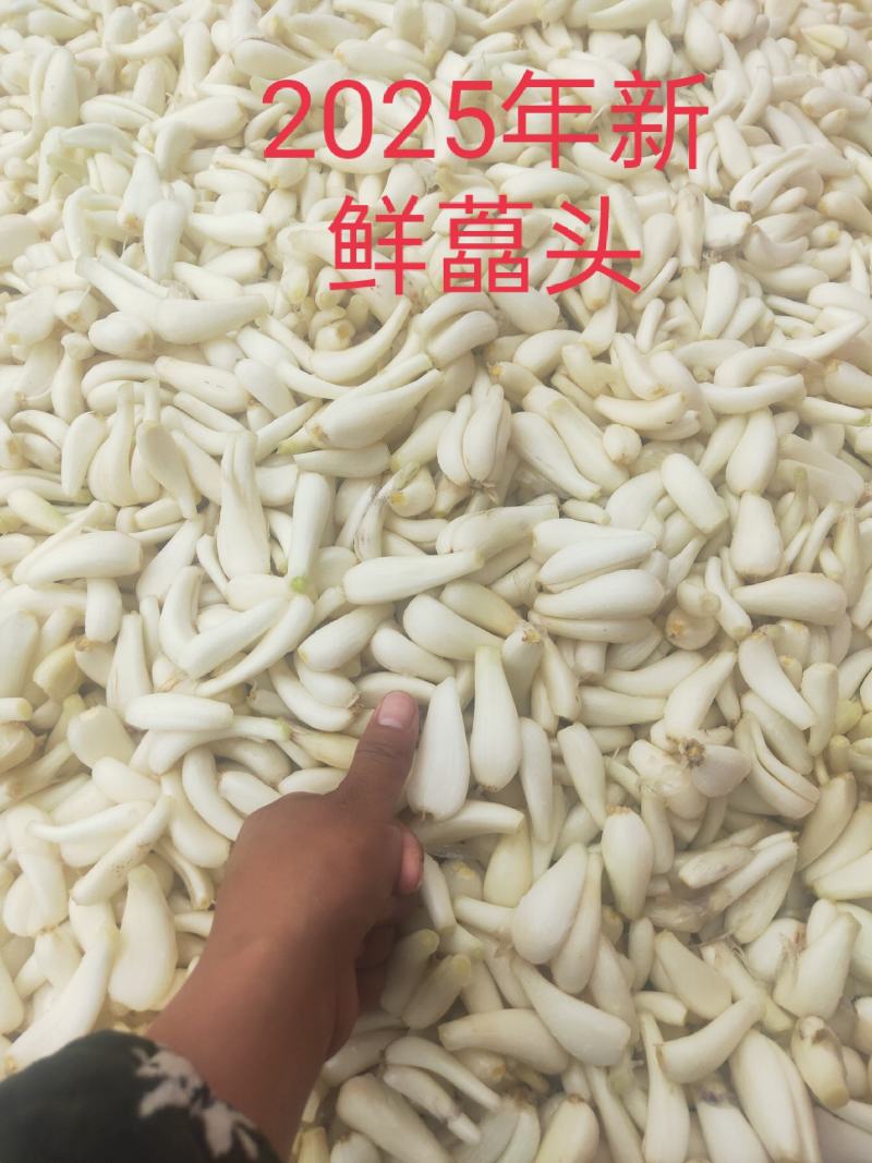 2025年现挖藠头