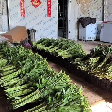 芍药鲜切花北方基地衡水故城县芍药种植四年大苗开花大鲜