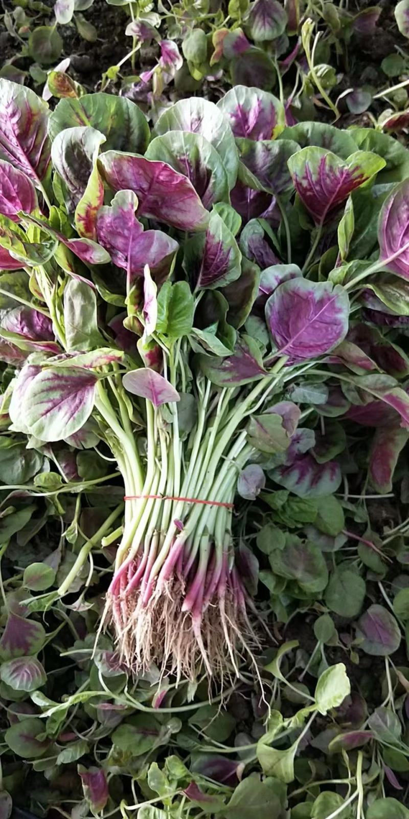 红苋菜青红苋菜胭脂红苋菜口感好价格实惠运输便利欢迎电联
