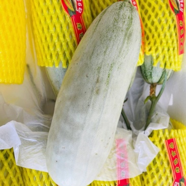 博洋六甜瓜大量供应内黄产地直发，货源充足，量大从优。