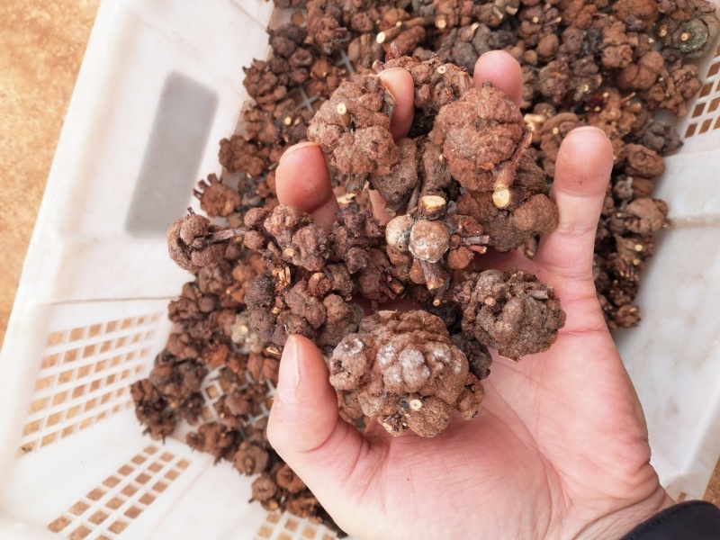 消瘤藤；现货供应