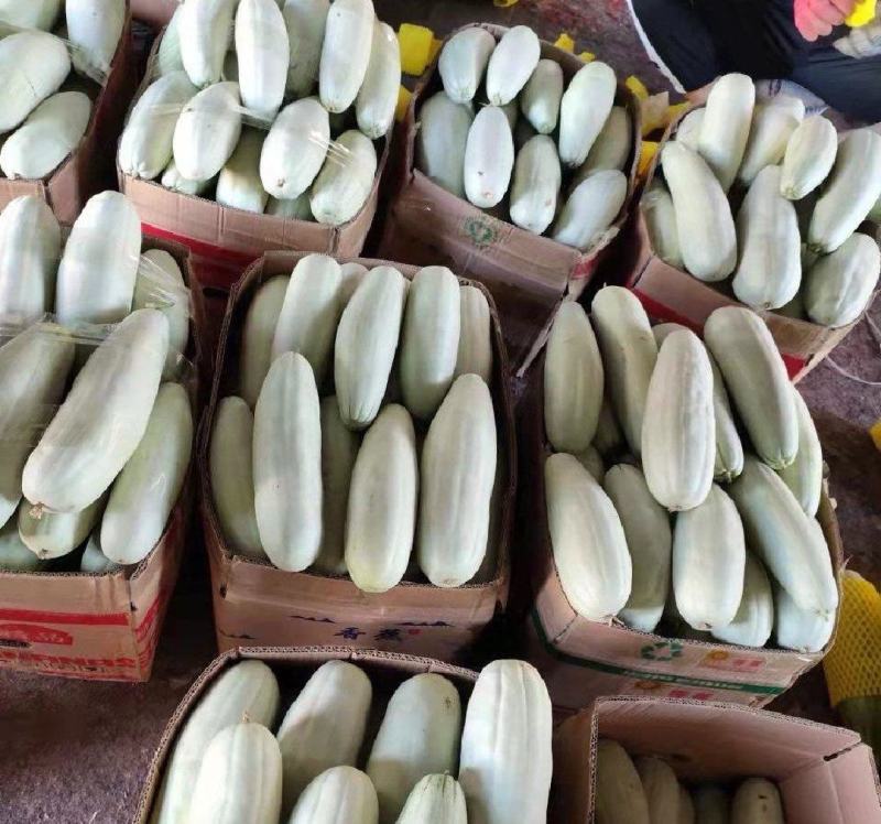 博洋六甜瓜大量供应内黄产地直发，货源充足，量大从优。