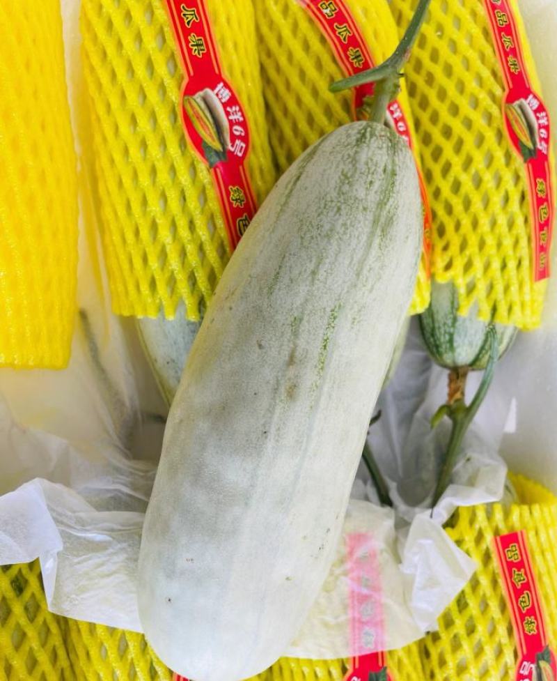 博洋六甜瓜大量供应内黄产地直发，货源充足，量大从优。