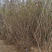 基地大量出售冠幅80-200厘米丛生紫丁香
