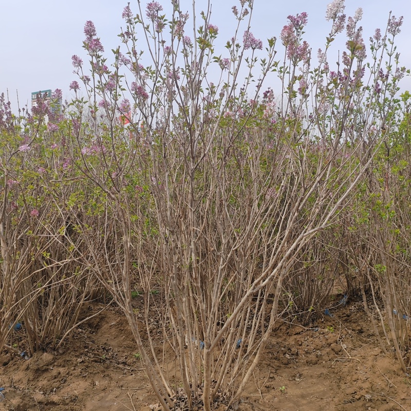 基地大量出售冠幅80-200厘米丛生紫丁香