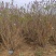 基地大量出售冠幅80-200厘米丛生紫丁香