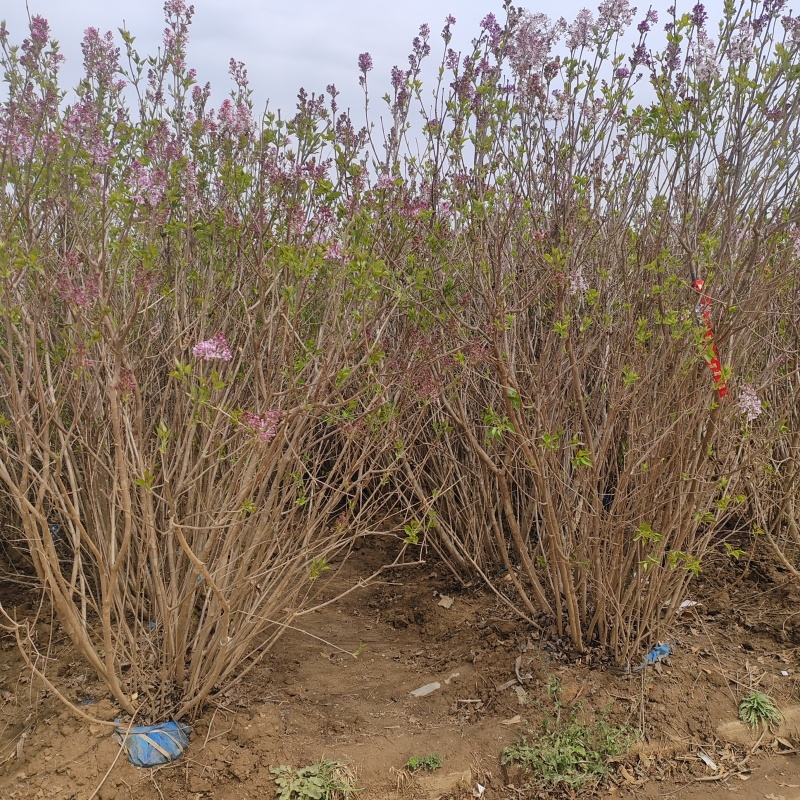 基地大量出售冠幅80-200厘米丛生紫丁香