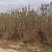 基地大量出售冠幅80-200厘米丛生紫丁香