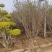 基地大量出售冠幅80-200厘米丛生紫丁香