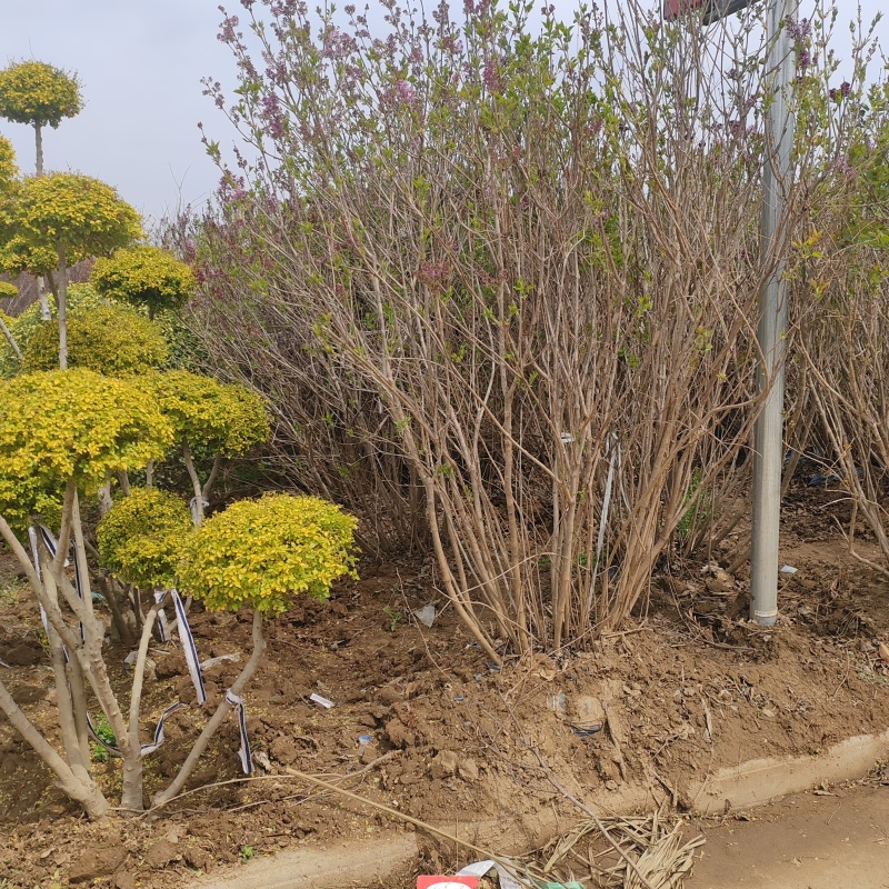 基地大量出售冠幅80-200厘米丛生紫丁香