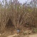 基地大量出售冠幅80-200厘米丛生紫丁香