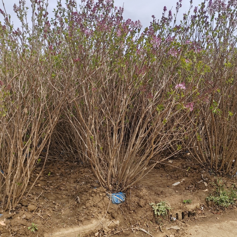 基地大量出售冠幅80-200厘米丛生紫丁香