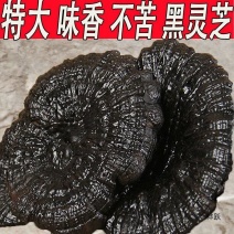 黑灵芝批发黑灵芝个子规格齐全产地一手货源量大价优