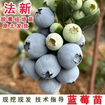 法新蓝莓苗，原盆原土，当年种植当年挂果，包邮包品种