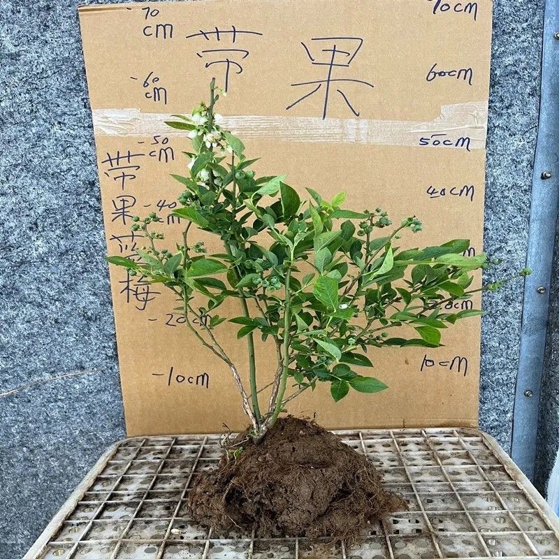 法新蓝莓苗，原盆原土，当年种植当年挂果，包邮包品种
