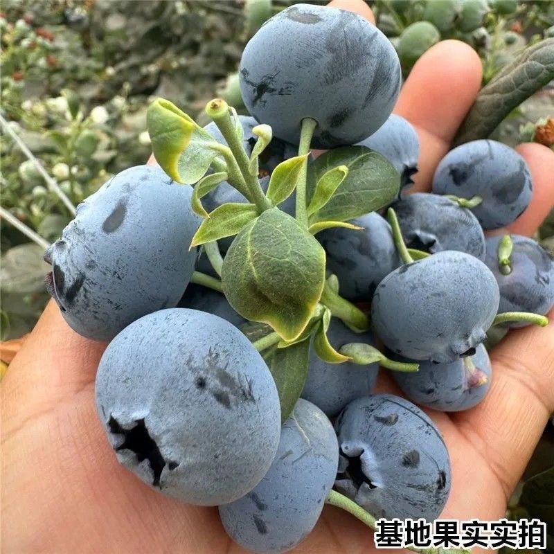法新蓝莓苗，原盆原土，当年种植当年挂果，包邮包品种