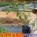 法新蓝莓苗，原盆原土，当年种植当年挂果，包邮包品种