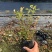 法新蓝莓苗，原盆原土，当年种植当年挂果，包邮包品种
