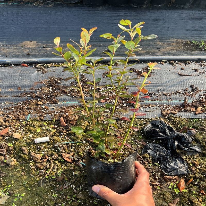 法新蓝莓苗，原盆原土，当年种植当年挂果，包邮包品种