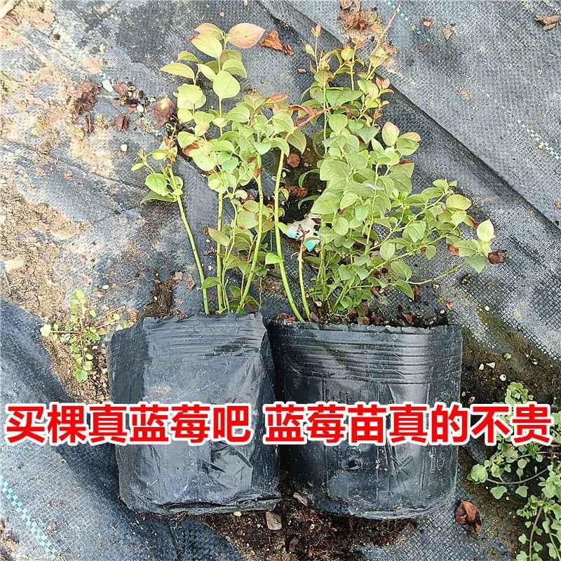 法新蓝莓苗，原盆原土，当年种植当年挂果，包邮包品种