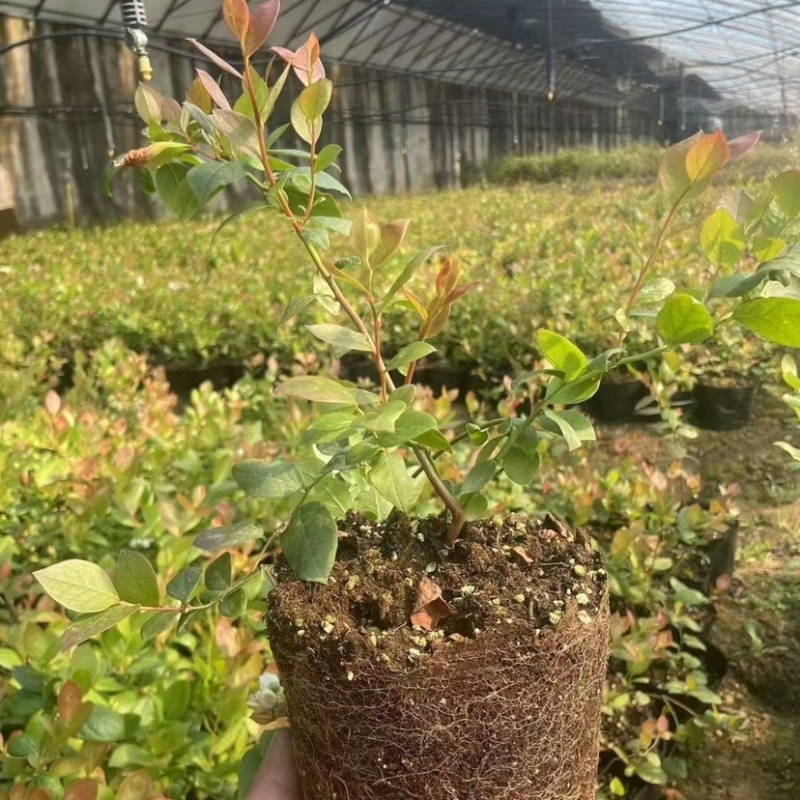 法新蓝莓苗，原盆原土，当年种植当年挂果，包邮包品种