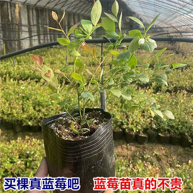 法新蓝莓苗，原盆原土，当年种植当年挂果，包邮包品种
