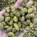 铁皮石斛枫斗云南大货批发产地一手货源