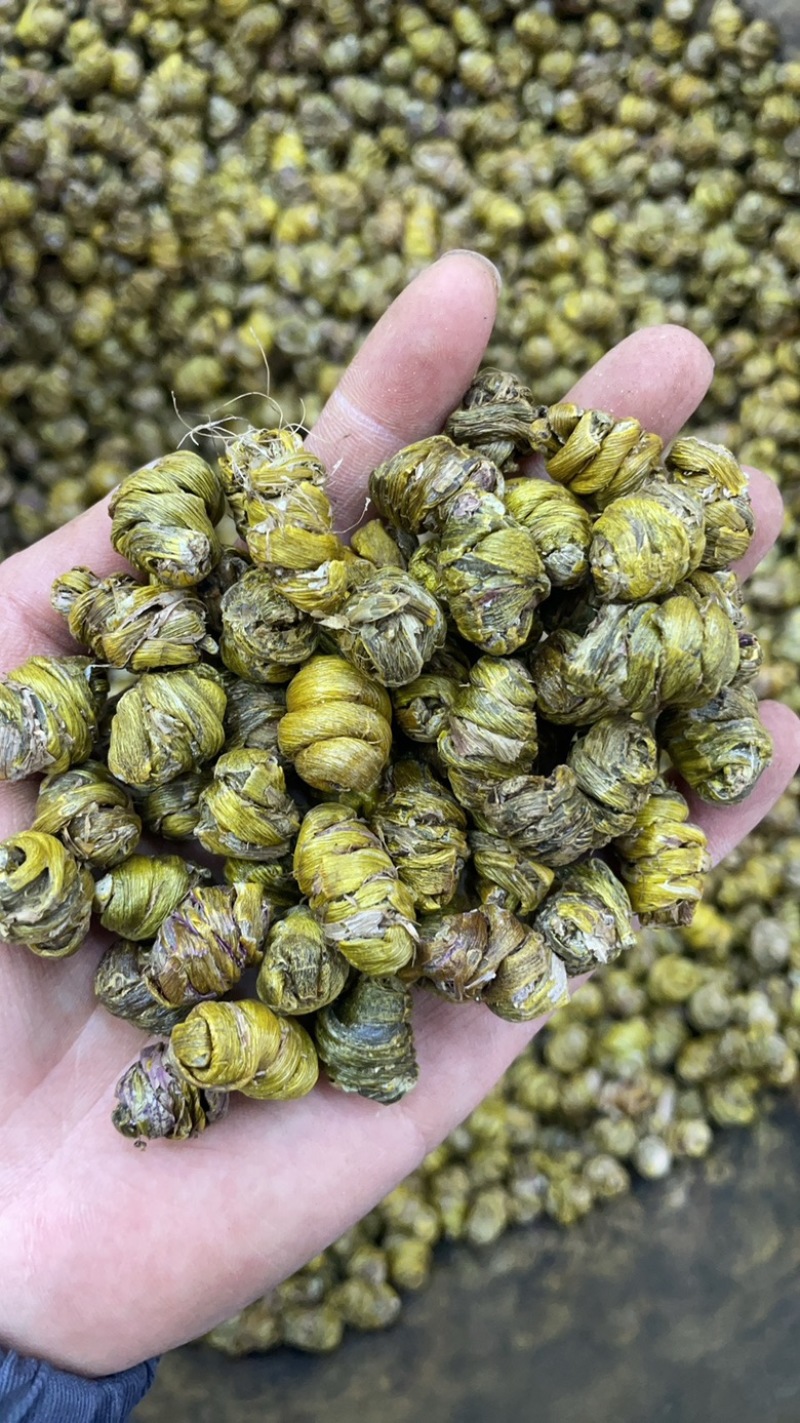 铁皮石斛枫斗云南大货批发产地一手货源
