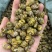 铁皮石斛枫斗云南大货批发产地一手货源